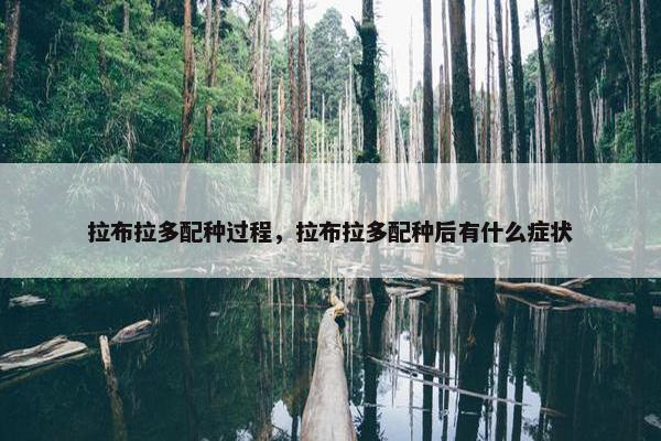 拉布拉多配种过程，拉布拉多配种后有什么症状