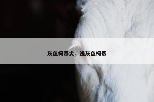 灰色柯基犬，浅灰色柯基