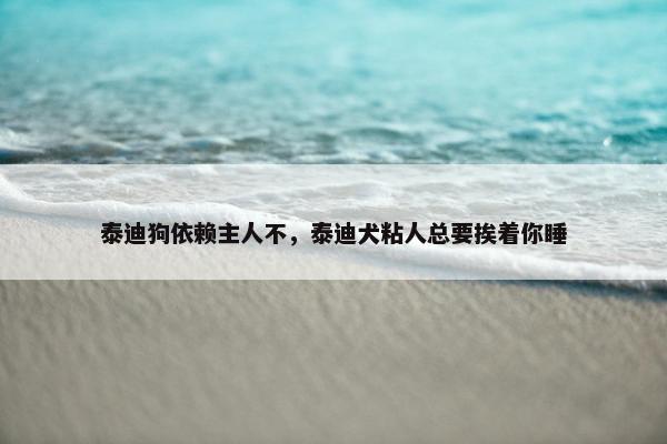 泰迪狗依赖主人不，泰迪犬粘人总要挨着你睡