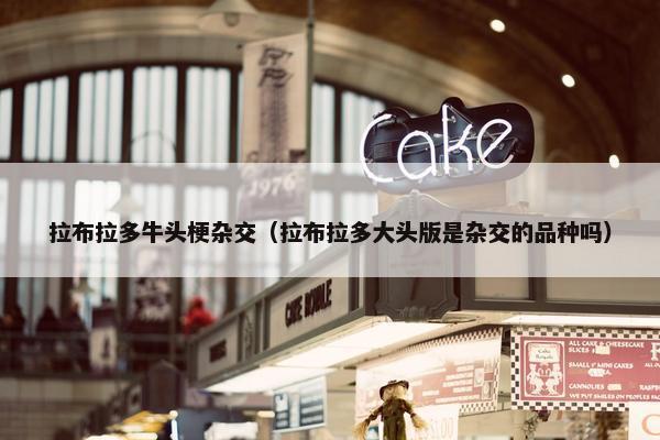 拉布拉多牛头梗杂交（拉布拉多大头版是杂交的品种吗）