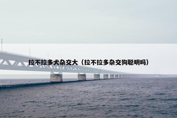 拉不拉多犬杂交大（拉不拉多杂交狗聪明吗）