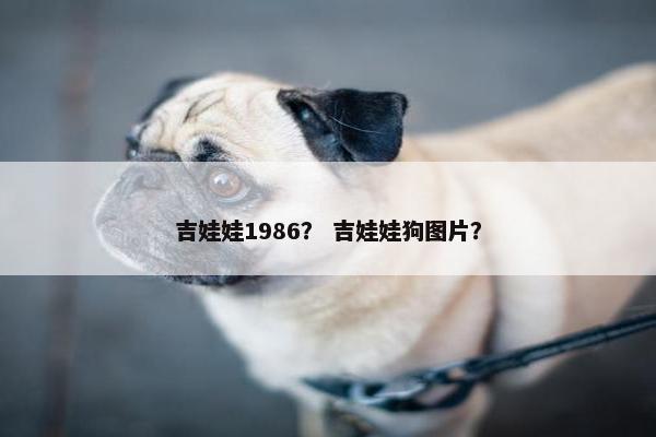 吉娃娃1986？ 吉娃娃狗图片？