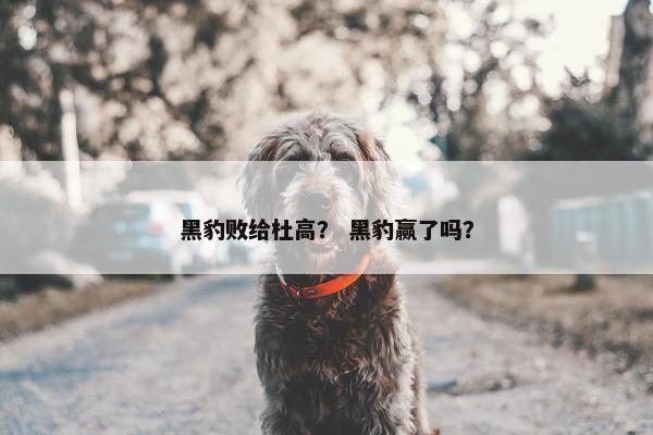 黑豹败给杜高？ 黑豹赢了吗？