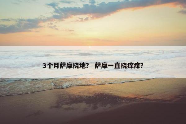 3个月萨摩挠地？ 萨摩一直挠痒痒？