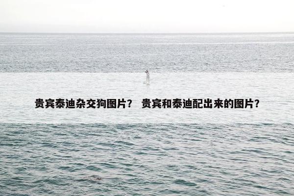 贵宾泰迪杂交狗图片？ 贵宾和泰迪配出来的图片？