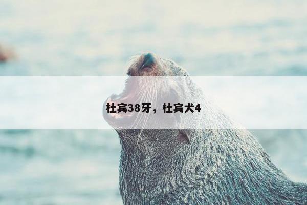 杜宾38牙，杜宾犬4