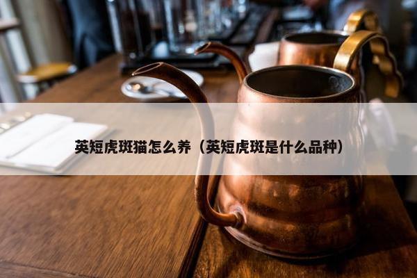 英短虎斑猫怎么养（英短虎斑是什么品种）