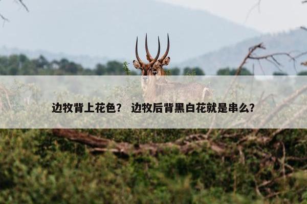 边牧背上花色？ 边牧后背黑白花就是串么？