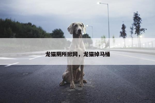 龙猫厕所掀网，龙猫掉马桶