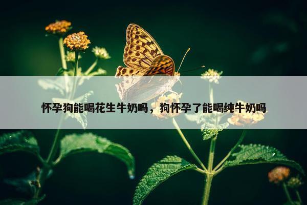怀孕狗能喝花生牛奶吗，狗怀孕了能喝纯牛奶吗