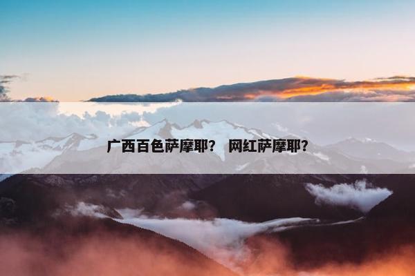 广西百色萨摩耶？ 网红萨摩耶？