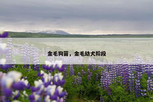 金毛狗苗，金毛幼犬阶段