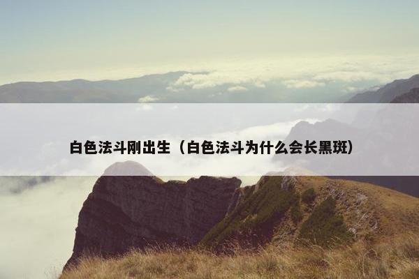 白色法斗刚出生（白色法斗为什么会长黑斑）