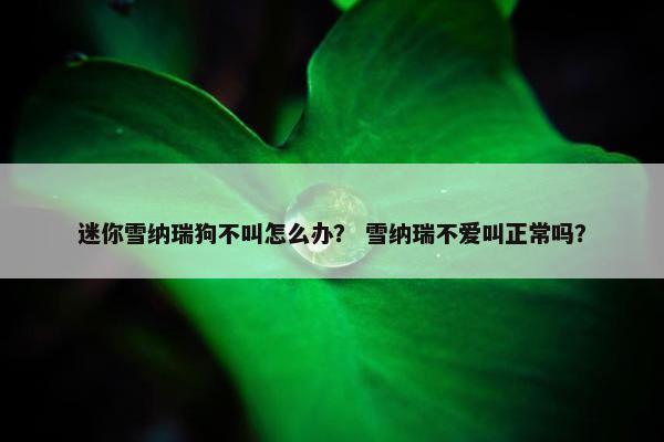 迷你雪纳瑞狗不叫怎么办？ 雪纳瑞不爱叫正常吗？