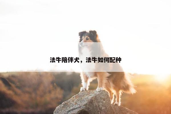法牛陪伴犬，法牛如何配种