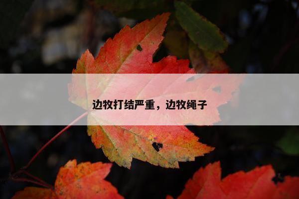 边牧打结严重，边牧绳子
