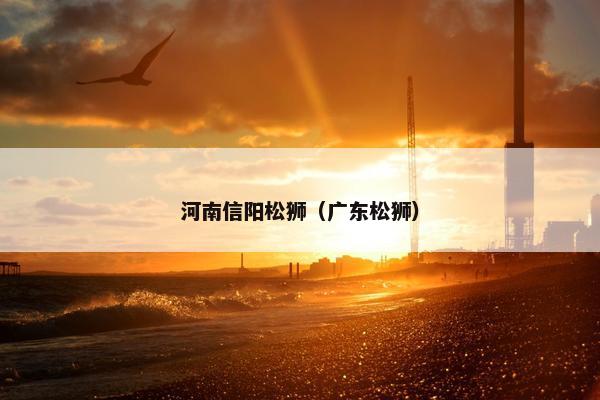 河南信阳松狮（广东松狮）