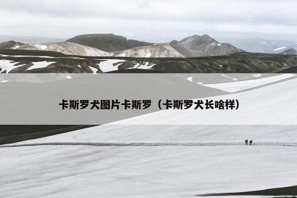 卡斯罗犬图片卡斯罗（卡斯罗犬长啥样）