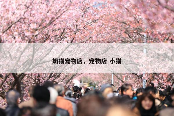 奶猫宠物店，宠物店 小猫