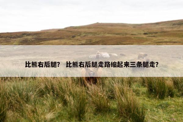比熊右后腿？ 比熊右后腿走路缩起来三条腿走？
