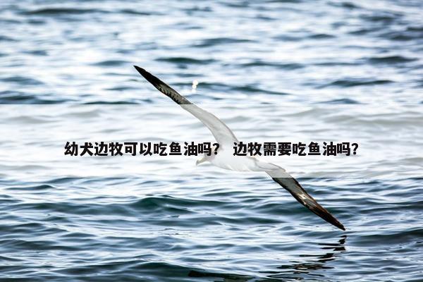 幼犬边牧可以吃鱼油吗？ 边牧需要吃鱼油吗？