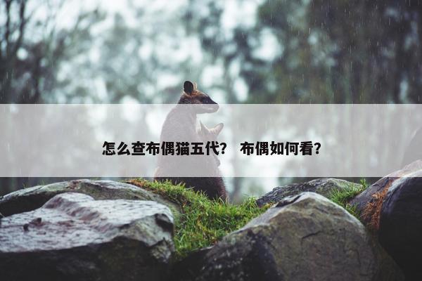 怎么查布偶猫五代？ 布偶如何看？