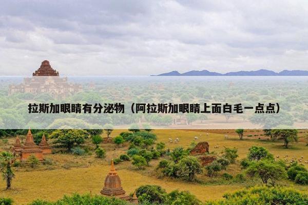 拉斯加眼睛有分泌物（阿拉斯加眼睛上面白毛一点点）