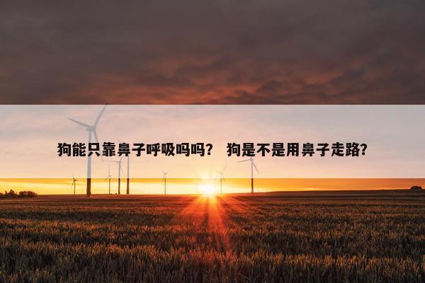 狗能只靠鼻子呼吸吗吗？ 狗是不是用鼻子走路？
