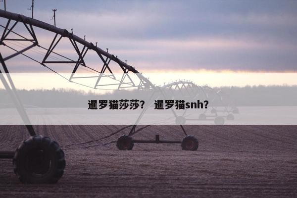 暹罗猫莎莎？ 暹罗猫snh？