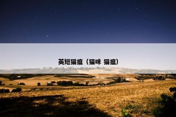英短猫瘟（猫咪 猫瘟）