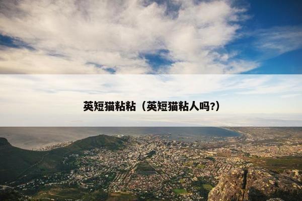 英短猫粘粘（英短猫粘人吗?）