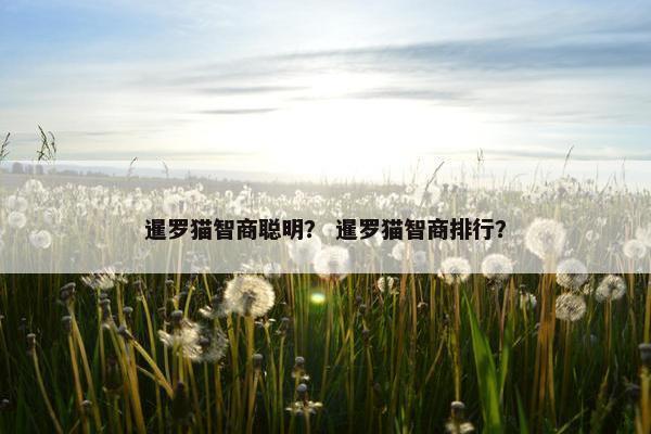 暹罗猫智商聪明？ 暹罗猫智商排行？