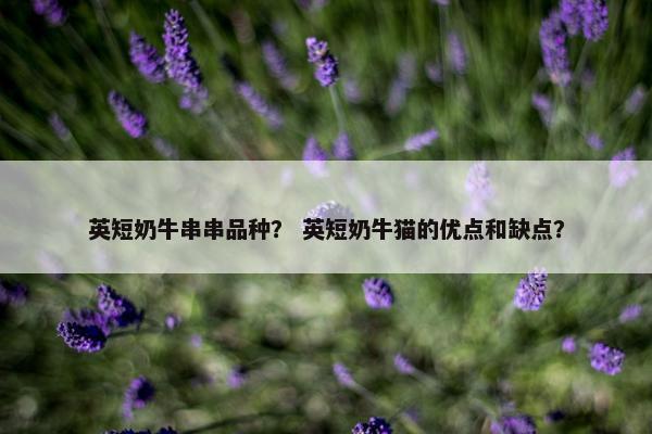 英短奶牛串串品种？ 英短奶牛猫的优点和缺点？
