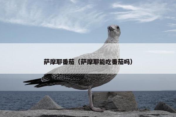 萨摩耶番茄（萨摩耶能吃番茄吗）