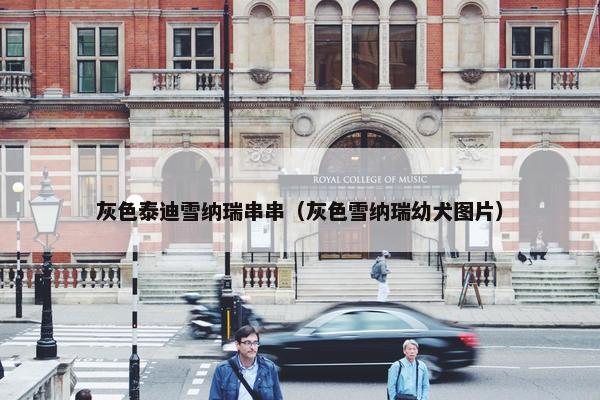 灰色泰迪雪纳瑞串串（灰色雪纳瑞幼犬图片）