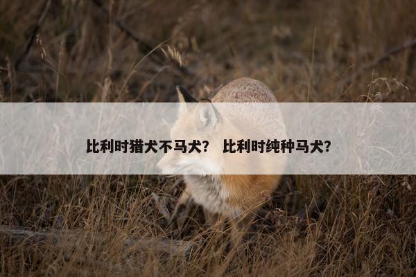 比利时猎犬不马犬？ 比利时纯种马犬？