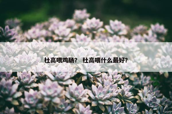 杜高喂鸡肠？ 杜高喂什么最好？