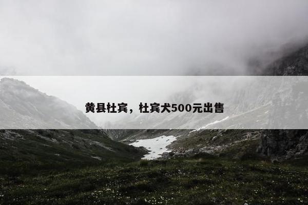 黄县杜宾，杜宾犬500元出售