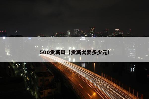500贵宾母（贵宾犬要多少元）