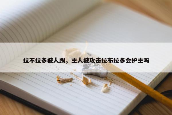 拉不拉多被人踢，主人被攻击拉布拉多会护主吗