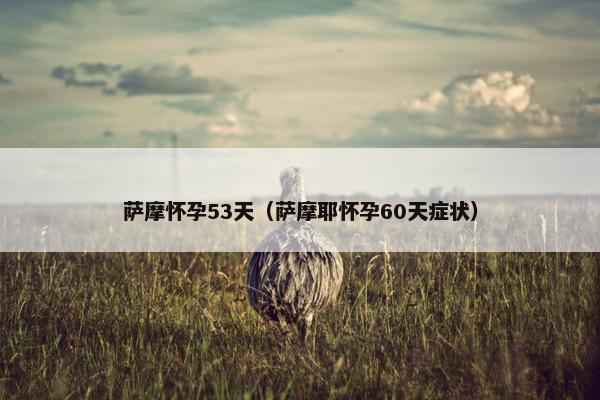 萨摩怀孕53天（萨摩耶怀孕60天症状）