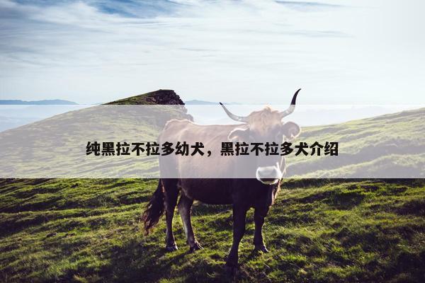 纯黑拉不拉多幼犬，黑拉不拉多犬介绍