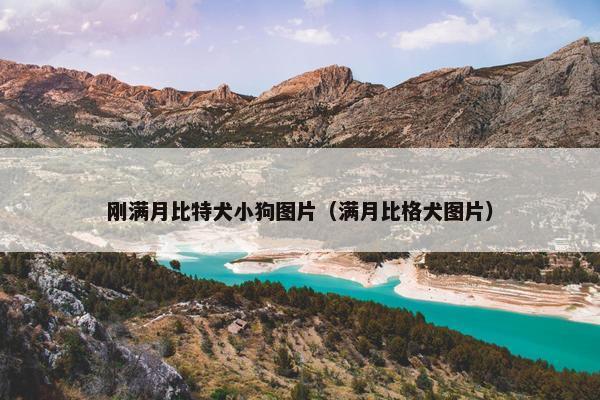 刚满月比特犬小狗图片（满月比格犬图片）