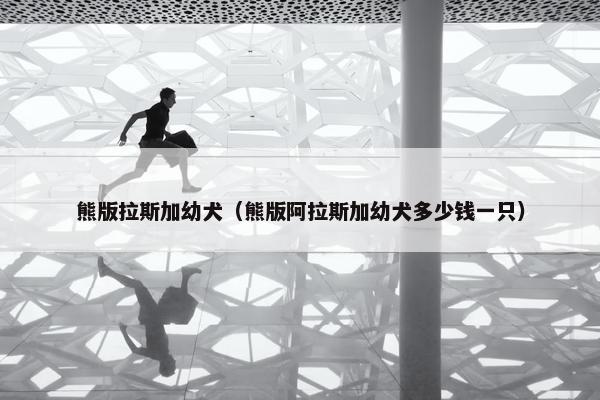 熊版拉斯加幼犬（熊版阿拉斯加幼犬多少钱一只）