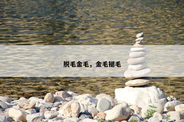 脱毛金毛，金毛褪毛