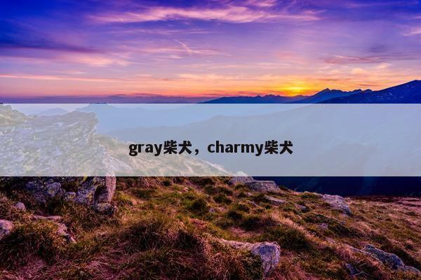 gray柴犬，charmy柴犬