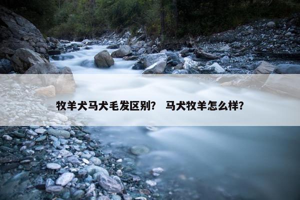 牧羊犬马犬毛发区别？ 马犬牧羊怎么样？