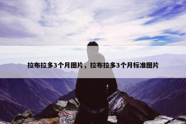 拉布拉多3个月图片，拉布拉多3个月标准图片