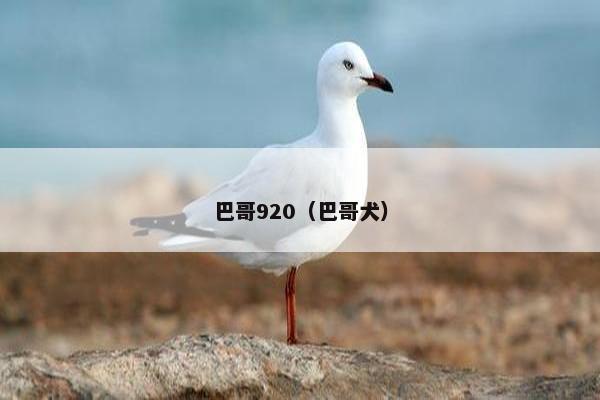 巴哥920（巴哥犬）