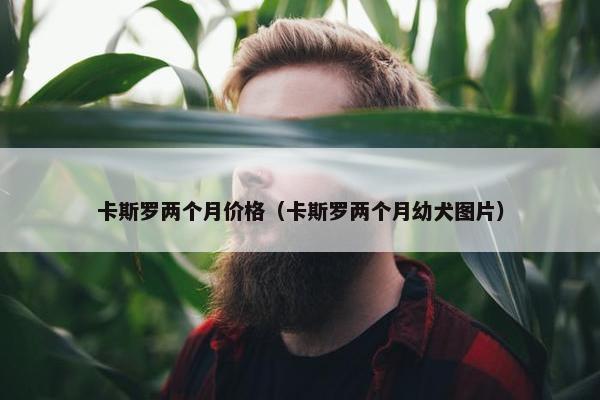 卡斯罗两个月价格（卡斯罗两个月幼犬图片）